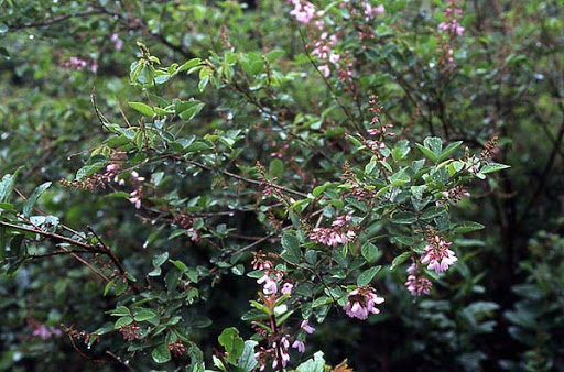Cây Thóc lép lá Tilia. Desmodium tiliaefolium - Cây Thuốc Nam Quanh Ta